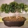 Flowering Brush Cherry Bonsai Tree For Sale Five Tree Forest Group (eugenia myrtifolia)