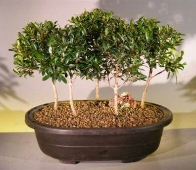 Best Pre-Bonsai Trees - Bonsai Tree Gardener
