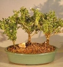 Flowering Mount Fuji Serissa Bonsai Tree For Sale Three Tree Forest Group (serissa foetida)