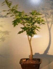 Pin Oak Bonsai Tree For Sale ('quercus palustris')