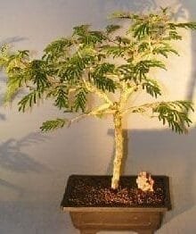 Flowering Princess Earrings Bonsai Tree For Sale - Large (dichrostachys cinerea)