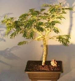 Flowering Princess Earrings Bonsai Tree For Sale - Large (dichrostachys cinerea)