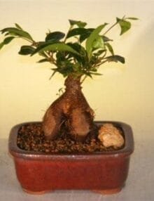 Ginseng Ficus Bonsai Tree For Sale - Small (Ficus Retusa)
