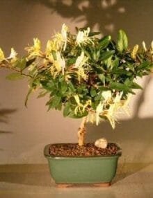 Flowering Japanese Honeysuckle Bonsai Tree For Sale (lonicera japonica 'halliana')