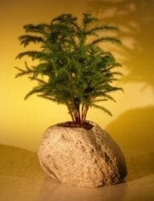 Norfolk Island Pine Bonsai Tree For Sale Forest Group In Lava Rock (araucaria heterophila)