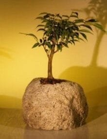 Oriental Ficus Bonsai Tree For Sale In Lava Rock (ficus benjamina 'orientalis')