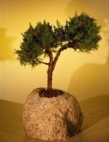 Shimpaku Bonsai Tree For Sale In Lava Rock - Large (juniper chinensis)