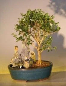 Flowering Mount Fuji Serissa Bonsai Tree For Sale - Medium Stone Landscape Scene (serissa foetida)