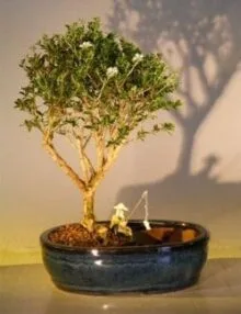 Flowering Mount Fuji Bonsai Tree For Sale Water/Land Container - Medium (serissa foetida)