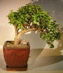 sweet gum bonsai tree Sow Nurtured Bonsai Pine & Sweet Gum Seeds Grow Kit in Traditional Bon –  Bees Seeds
