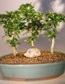 Fukien Tea Bonsai Tree For Sale Three Tree Forest Group (ehretia microphylla)