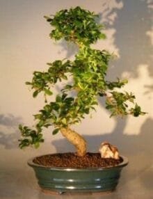 Fukien Tea Flowering Bonsai Tree For Sale - Extra Large Curved Trunk Style (ehretia microphylla)
