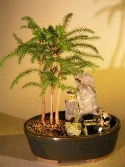 Norfolk Island Pine Bonsai Tree For Sale - Stone Landscape Scene - Bonsai  Tree Gardener