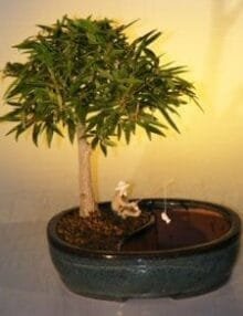 Willow Leaf Ficus Bonsai Tree For Sale Water/Land Container - Medium (Ficus Nerifolia/Salisafolia)