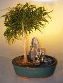 Willow Leaf Ficus Bonsai Tree For Sale Stone Landscape Scene (Ficus Nerifolia/Salisafolia)