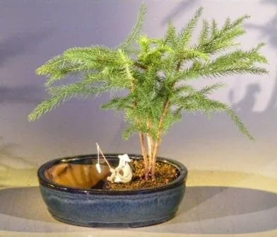 Norfolk Island Pine Bonsai Tree For Sale Water/Land Container - Medium  (Araucaria Heterophila) - Bonsai Tree Gardener