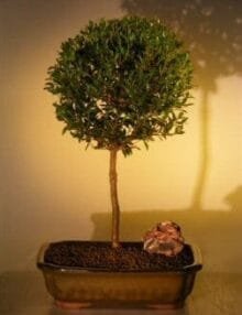 Flowering Brush Cherry Bonsai Tree For Sale - Ball Style (eugenia myrtifolia)