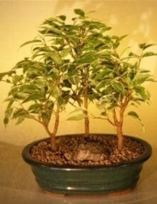 Ficus Bonsai Tree For Sale - Variegated 3 Tree Forest Group (ficus benjamina)
