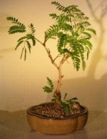 Flowering Mimosa Bonsai Tree For Sale - Medium (leucaena glauca)