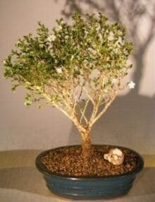 Chinese Flowering White Serissa Bonsai Tree For Sale of a Thousand Stars (serissa japonica)