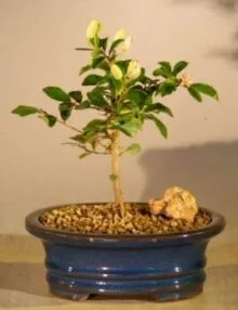 Flowering Lavender Star Flower Bonsai Tree For Sale - Small (Grewia Occidentalis)