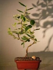 Flowering Cotoneaster Bonsai Tree For Sale Curved Trunk Style (Cotoneaster 'Lucidus')