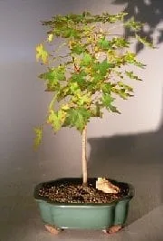 potting soil for fiddle leaf fig Fiddle Leaf Fig Plant Food : Fiddle Leaf Treats Fertilizer main image 0