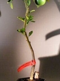 Rio Red Grapefruit Bonsai Tree For Sale (Citrus Paradisi Rio Red)