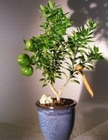 Flowering Chinotto Orange Bonsai Tree For Sale  (Citrus Myrtifolia Rafunergue)