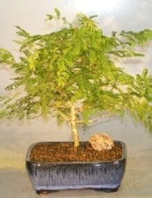 Flowering Princess Earrings Bonsai Tree For Sale - Medium