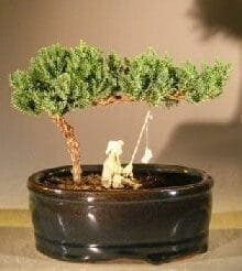 Juniper Bonsai Tree For Sale Water/Land Container - Small (juniper procumbens nana)