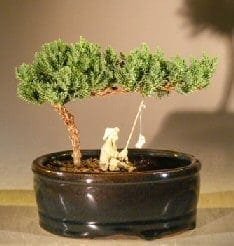 Juniper Bonsai TreeLand/Water Pot with Scalloped Edges - Medium(Juniper  Procumbens