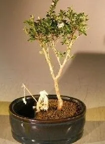 Flowering Mount Fuji Bonsai Tree For Sale Water/Land Container - Small (serissa foetida)