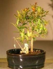 Flowering Dwarf Pomegranate Bonsai Tree For Sale Water/Land Container - Small (Punica Granatum)