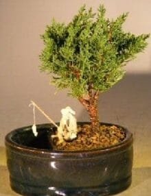Shimpaku Bonsai Tree For Sale Water/Land Container - Small (shimpaku itoigawa)