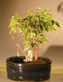 Ficus Bonsai Tree For Sale Variegated Water/Land Container - Small (ficus benjamina)