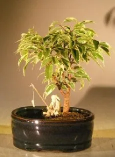 Ficus Bonsai Tree For Sale Variegated Water/Land Container - Small (ficus  benjamina) - Bonsai Tree Gardener