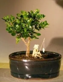 Flowering Dwarf Plum Bonsai Tree For Sale Water/Land Container - Small (carissa macrocarpa)