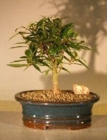 Willow Leaf Ficus Bonsai Tree For Sale - Small (Ficus Nerifolia/Salisafolia)