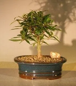 Willow Leaf Ficus Bonsai Tree For Sale - Small (Ficus Nerifolia/Salisafolia)
