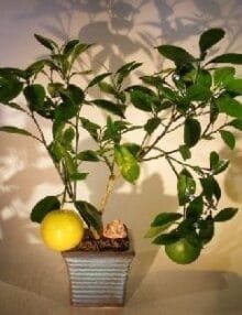 Navel Orange Bonsai Tree For Sale - Seedless (Citrus' Sinensis)