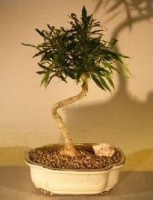 Willow Leaf Ficus Bonsai Tree For Sale - Medium Coiled Trunk Style (ficus nerifolia/salicafolia)