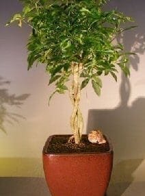Hawaiian Umbrella Bonsai Tree For Sale Braided Twist - Variegated (Arboricola Schefflera 'Luseanne')