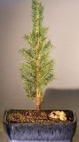 Colorado Blue Spruce Bonsai Tree For Sale - Medium (picea pungens)