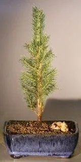 Colorado Blue Spruce Bonsai Tree For Sale - Medium (picea pungens)