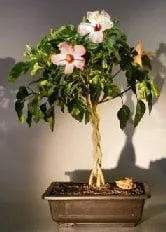 a pink princess philodendron Pink Princess Philodendron – Hey Rooted main image 1