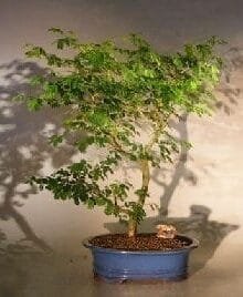 Flowering Brazilian Raintree Bonsai Tree For Sale Extra Large (pithecellobium tortum)