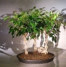 Ficus Braided Twist Bonsai Tree For Sale Three Tree Forest Group (ficus compacta)