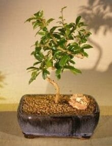Flowering Fukien Tea Bonsai Tree For Sale Coiled Trunk Style (ehretia microphylla)