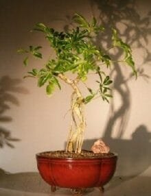 Hawaiian Umbrella Bonsai Tree For Sale Coiled Trunk Banyan Style (arboricola schefflera 'luseanne')